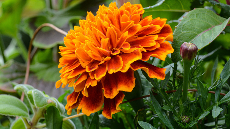 An orange marigold flower is shown in close up.