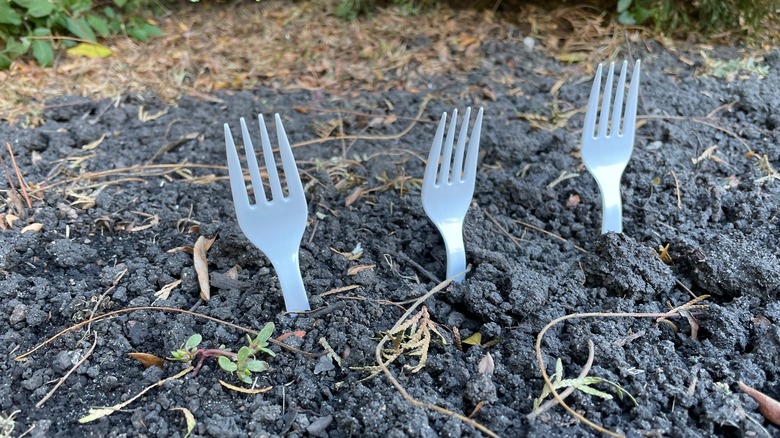 Three forks are stuck in the ground.