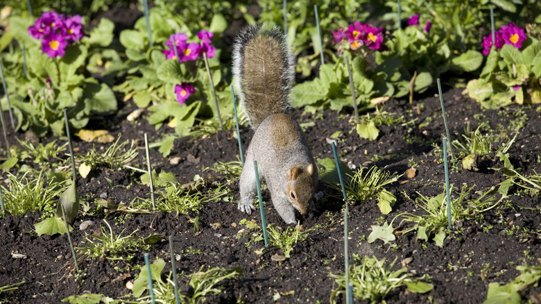 A squirrel digs in a garden.