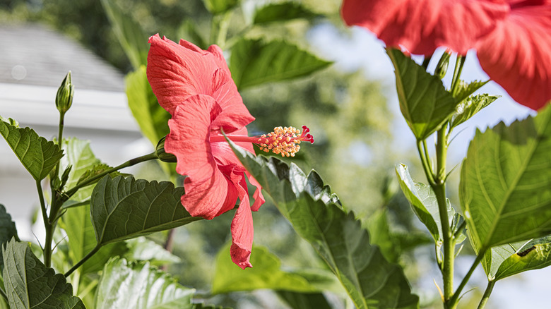 Close in view of a bright red hibiscus bloom.