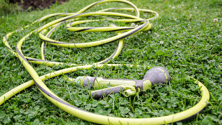 A lime green garden hose lays in tangled loops on a green lawn.