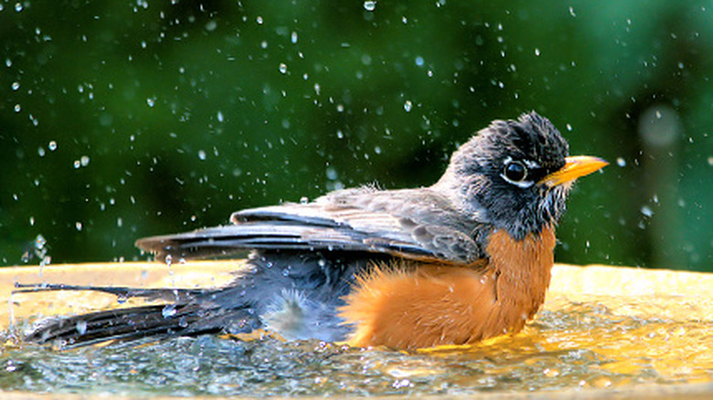 A bird splashing in a birdbath.