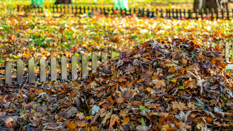 Pile of leaves up close in the yard