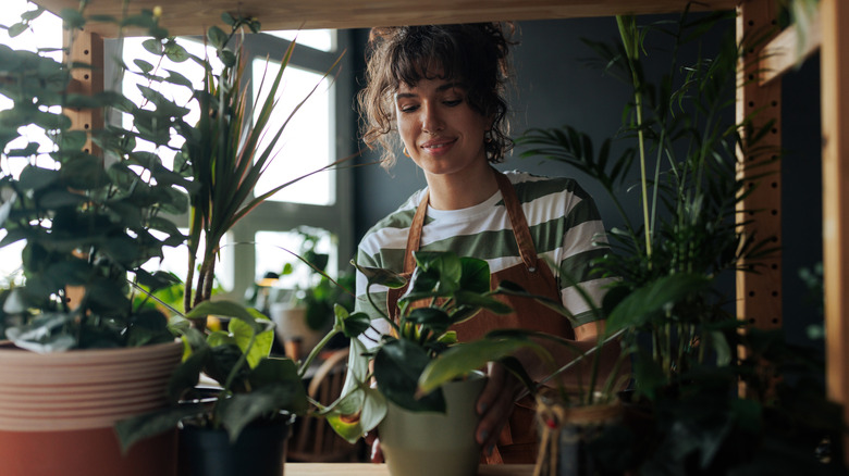 A woman cares for a variety of houseplants in a dimly lit room.
