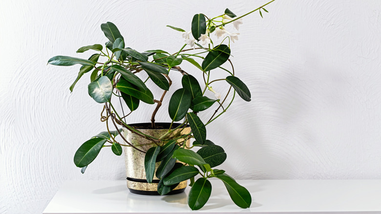 A stephanotis houseplant blooms in a pot on a counter.