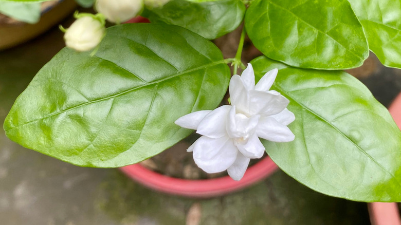 Zoomed in view of jasmine flower in a pot.