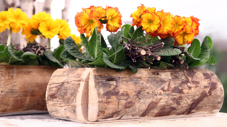 Primroses grow in a wooden pot.