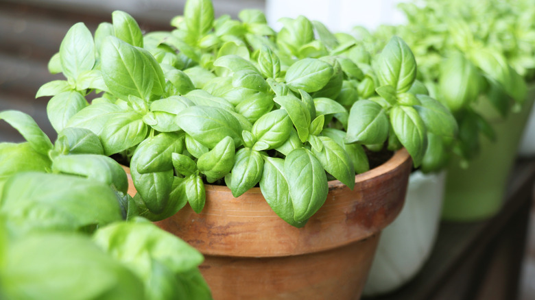 Basil grows in a terracotta pot.