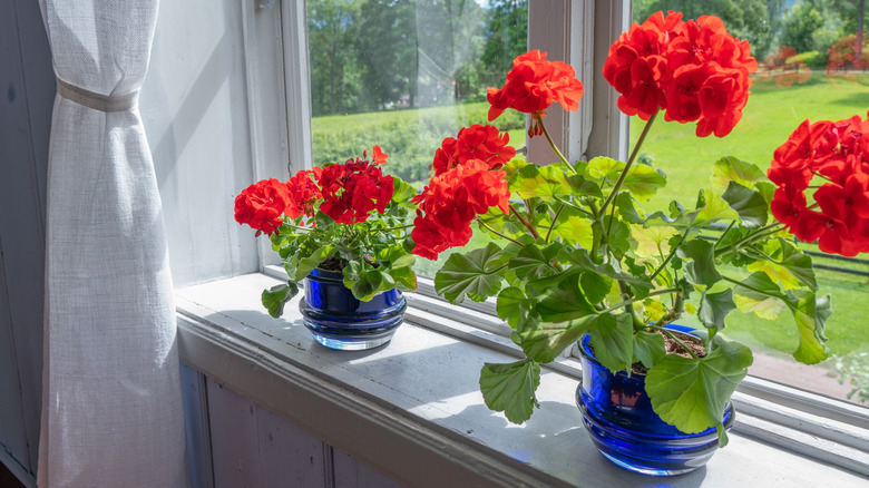 Two potted scented geraniums sit on a windowsill.