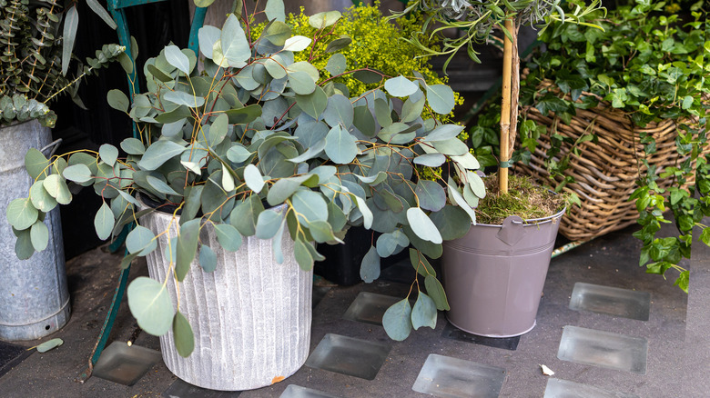 Eucalyptus grows in a white pot.