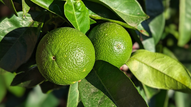 Close up of limes growing on a branch.