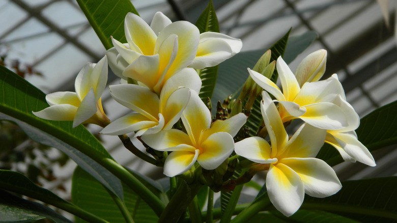 Zoomed in view of plumeria blooms in a pot.