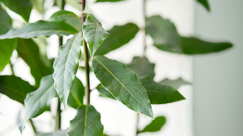 Zoomed in view of a Laurus nobilis plant.
