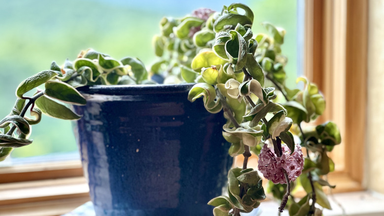 Hoya houseplant grows in a blue pot on a windowsill.