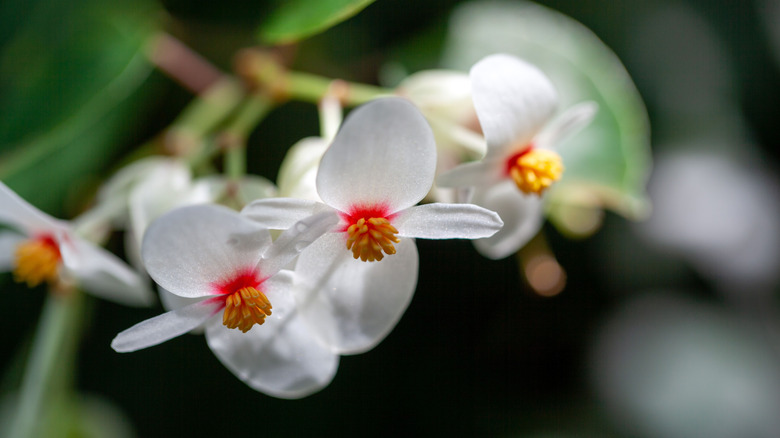 Close up view of white Begonia solanthera flowers.