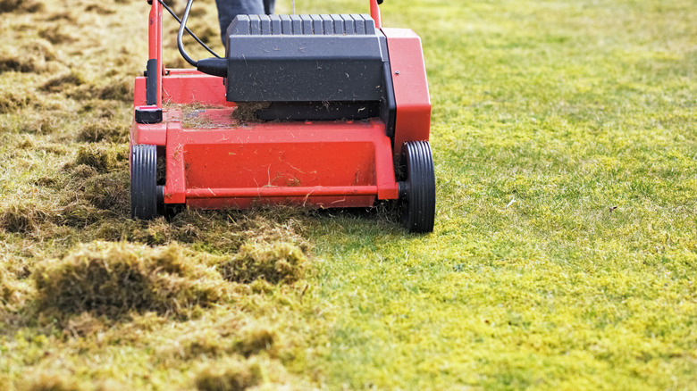 A red dethatching machine works on a short lawn.