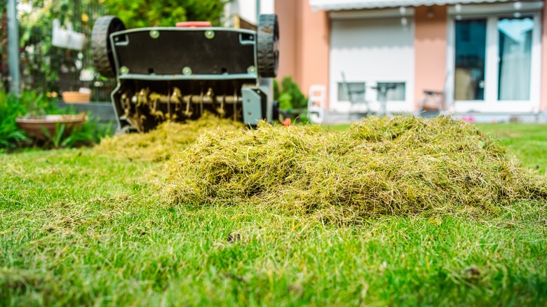 A green lawn undergoing dethatching with a power rake in the background
