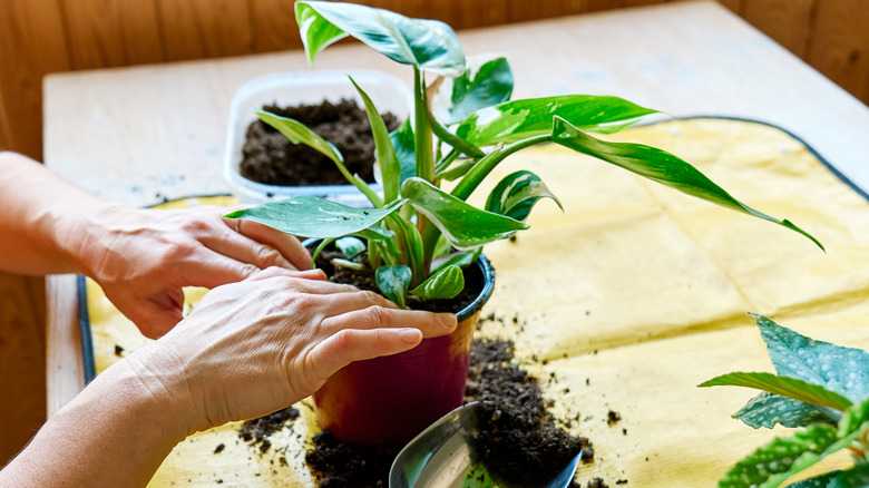 A gardener's hands pressing soil into a repotted philodendron
