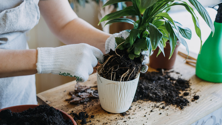 A gardener wearing white gloves taking a potted plant out of a white pot