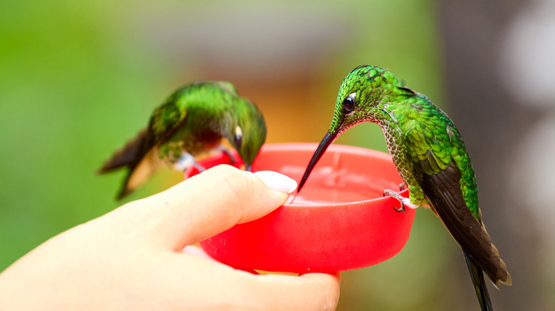 Two hummingbirds rest on an open feeder.