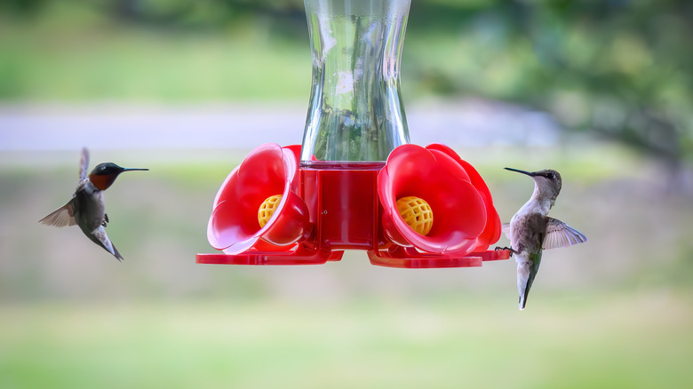 Two hummingbirds approach a feeder.