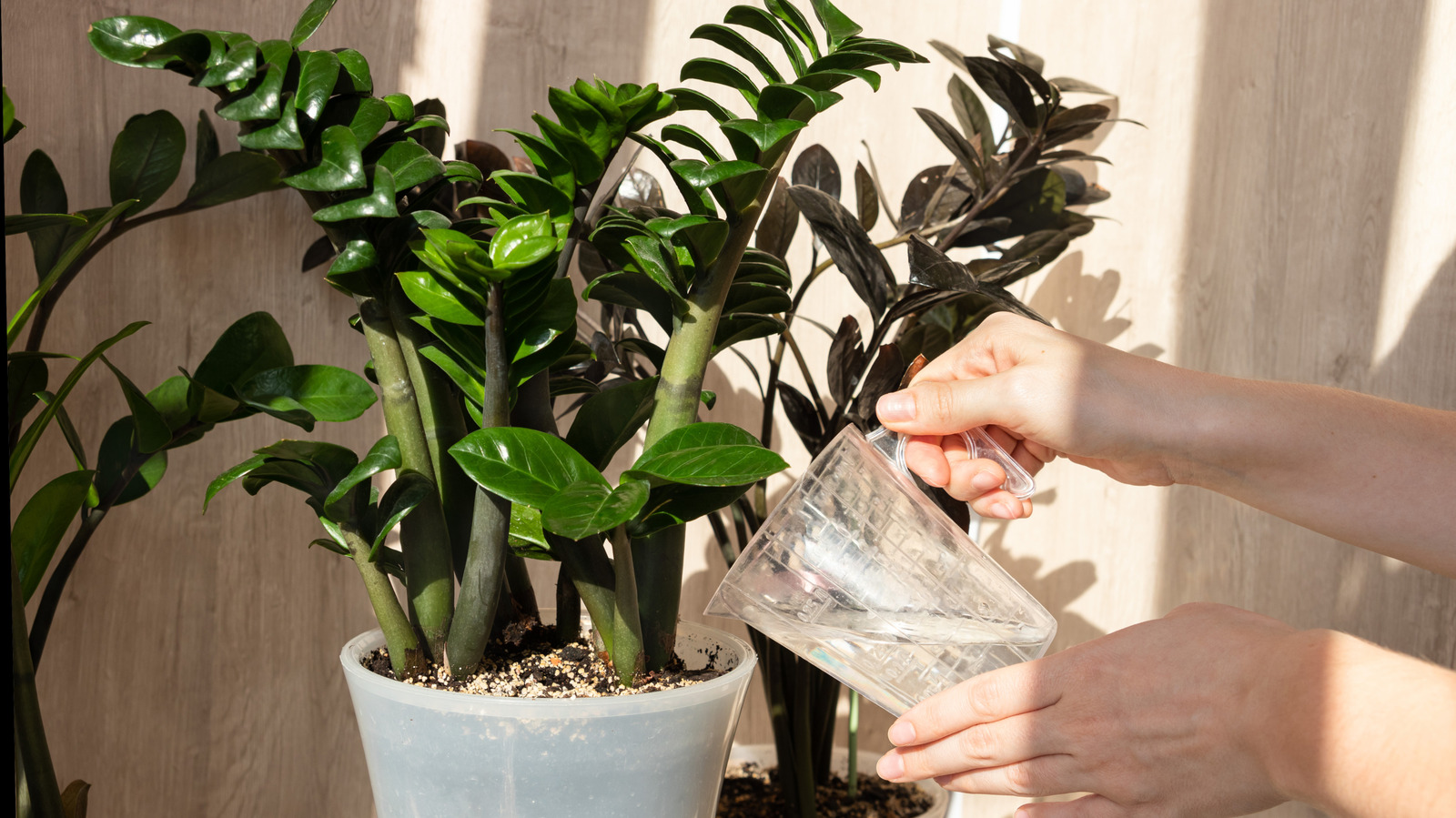 succulent plants for outdoor pots Prestige Succulent Planter