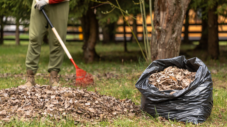 Person's legs with rake and boots are visible in the background as a pile of leaves and a black bag of leaves are visible in the foreground.