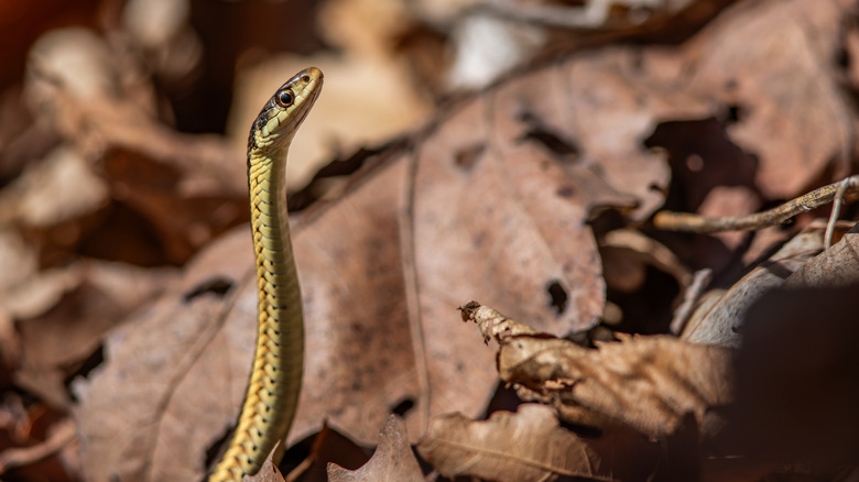 A garden snake periscopes upward in a pile of fall leaves.