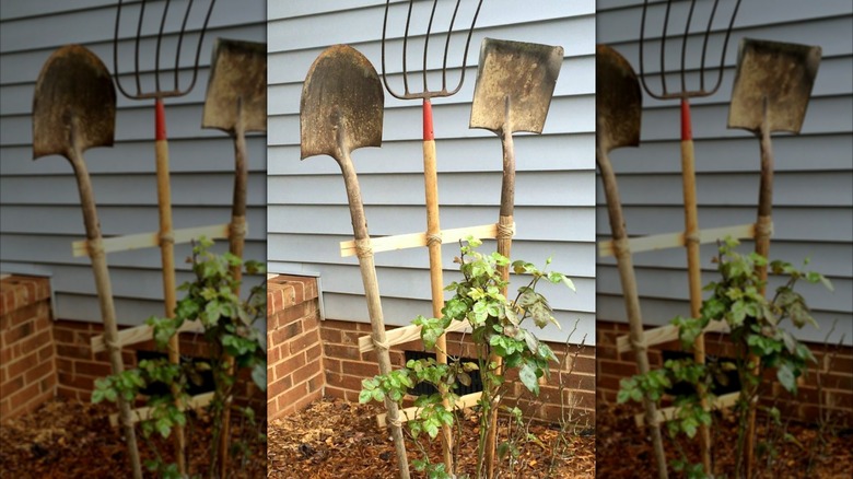 A trellis is made of pieces of wood, two shovels, and a pitch fork.