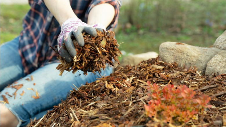 Closeup of a gardener's gloved hands applying mulch
