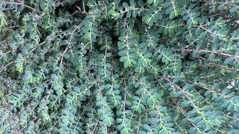 A close up of a mound of Euphorbia prostrata, or spurge.