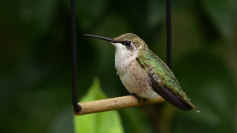 A hummingbird rests on a swing.
