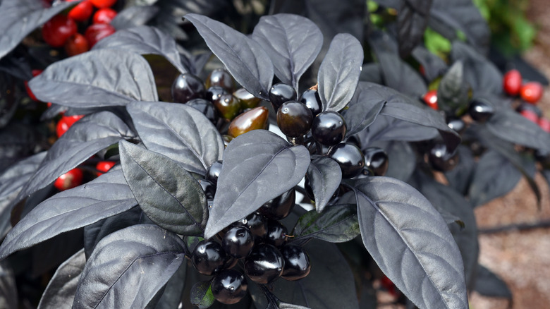 'Black Pearl' pepper plant grows red and black peppers.