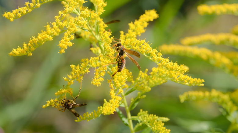 Wasps feed on the nectar of golden rod flower in a pollinator garden.
