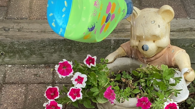 Upcycled laundry detergent container waters flowers.