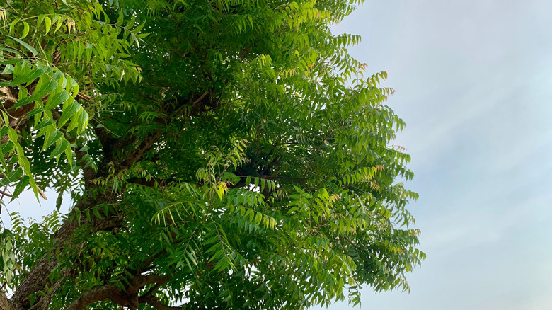 The canopy of a neem tree stands below a blue sky.