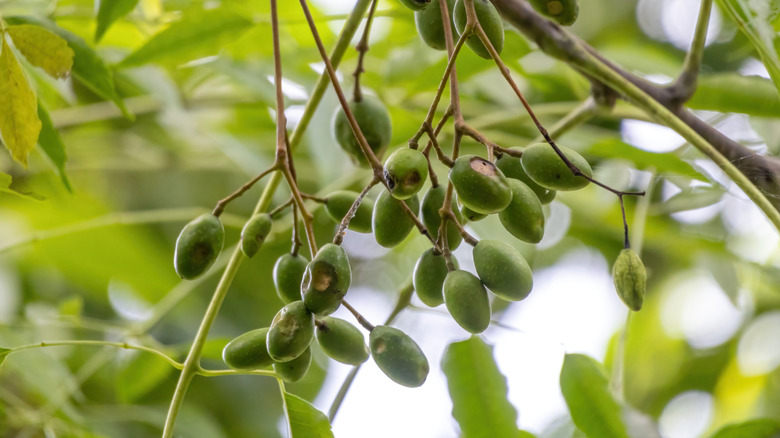 Closeup of green neem tree fruits on the branch among green leaves
