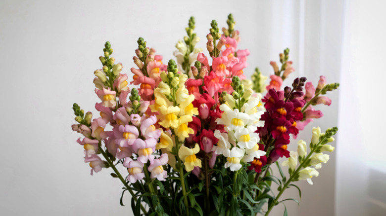A colorful array of snapdragons indoors.