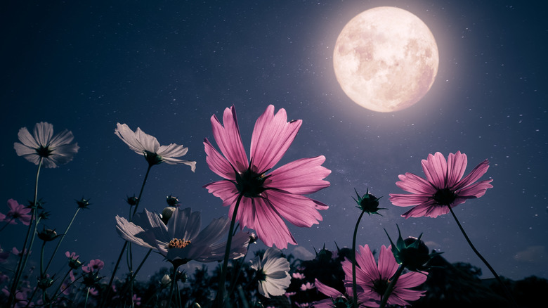 The moon is visible above a field of pink and white cosmos.