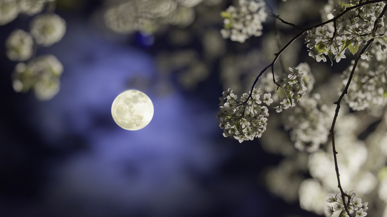 A pear tree blossoming in the moonlight