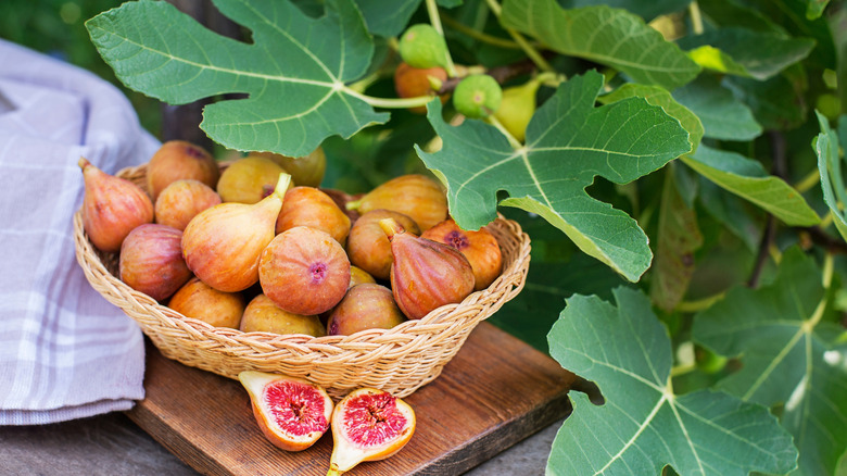 A basket of freshly picked figs rest next to a healthy fig tree.
