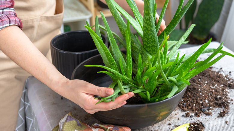 Woman plants an aloe vera plant.