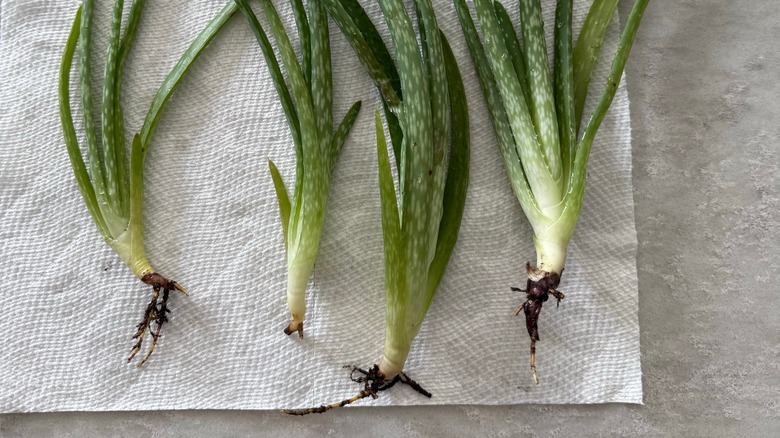Aloe vera pups trying on a paper towel.