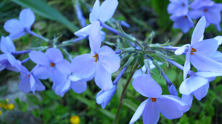 Bluish purple creeping phlox flowers in closeup