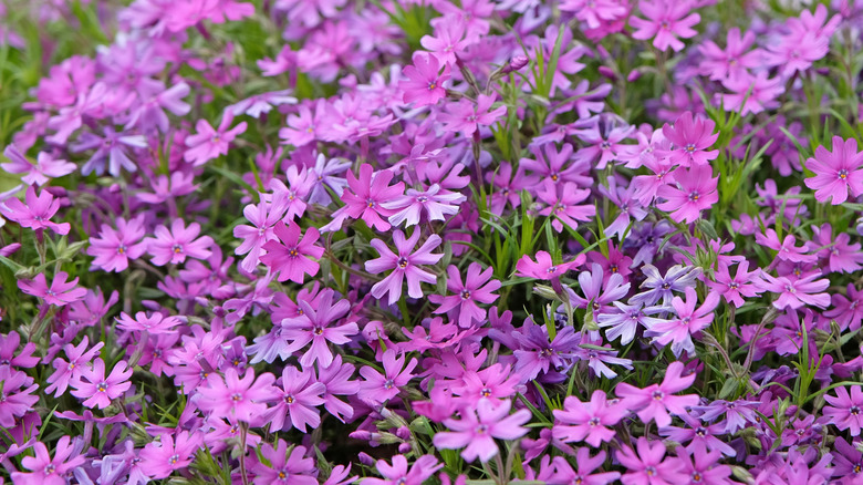 A patch of purple creeping phlox flowers and green leaves