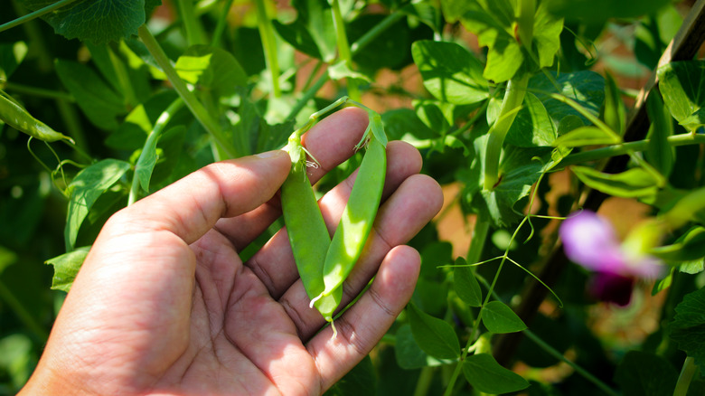 A hand holds a pea pod that is growing on a vine.