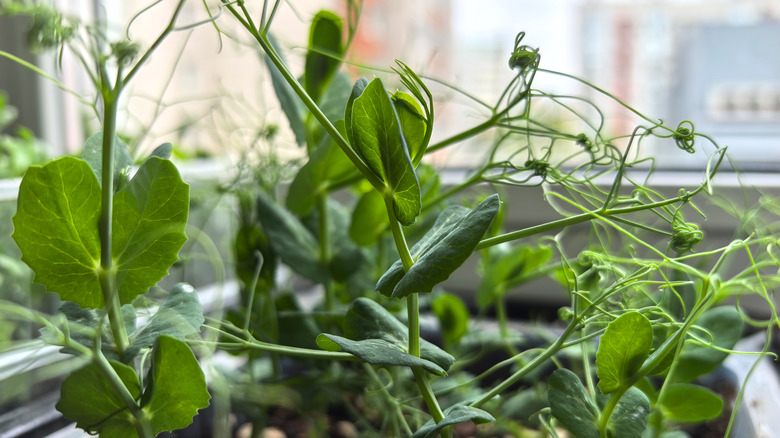 Pea sprouts grow indoors.