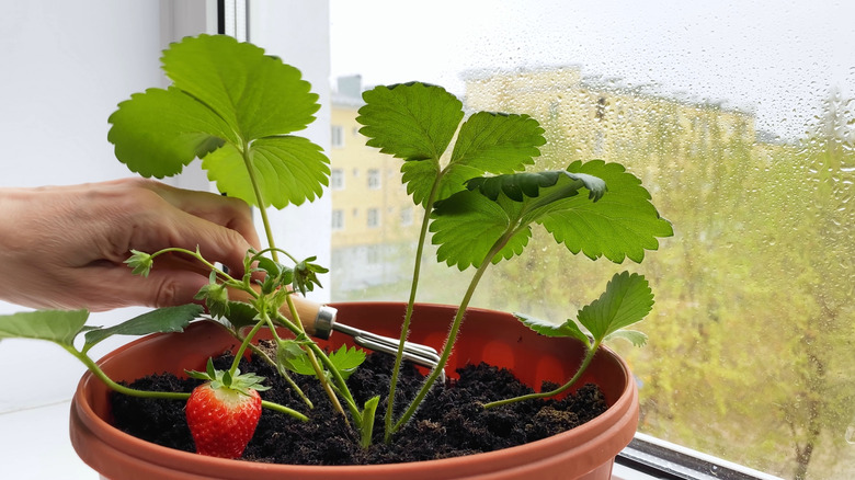 A strawberry grows in a pot in a windowsill while a hand tends to the soil.