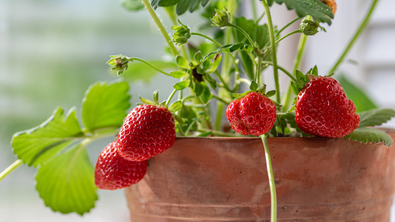 Strawberries grow in a pot.