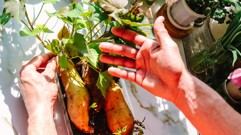 A pair of hands gesture to sweet potatoes sprouting vines in shallow container.